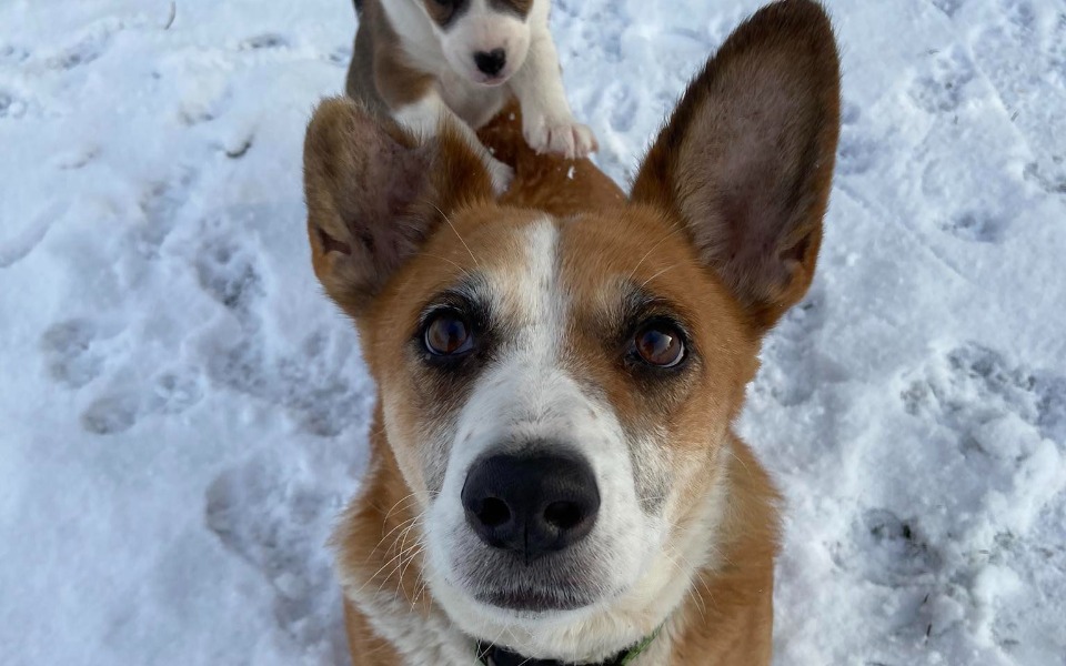 Zbiórka Dla psiej rodziny z budy - zdjęcie główne