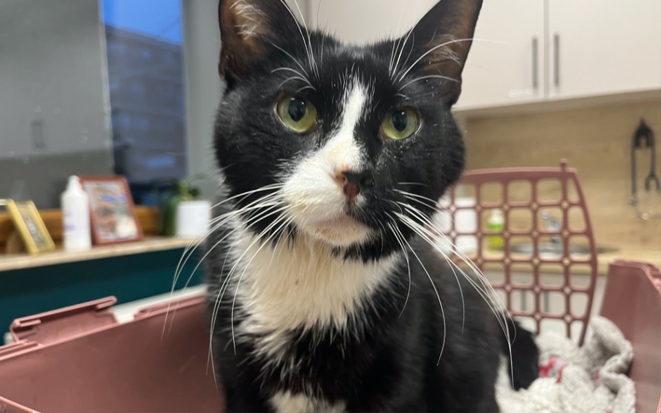 
        Zbiórka Znajdek walczy o życie - zdjęcie główne
    