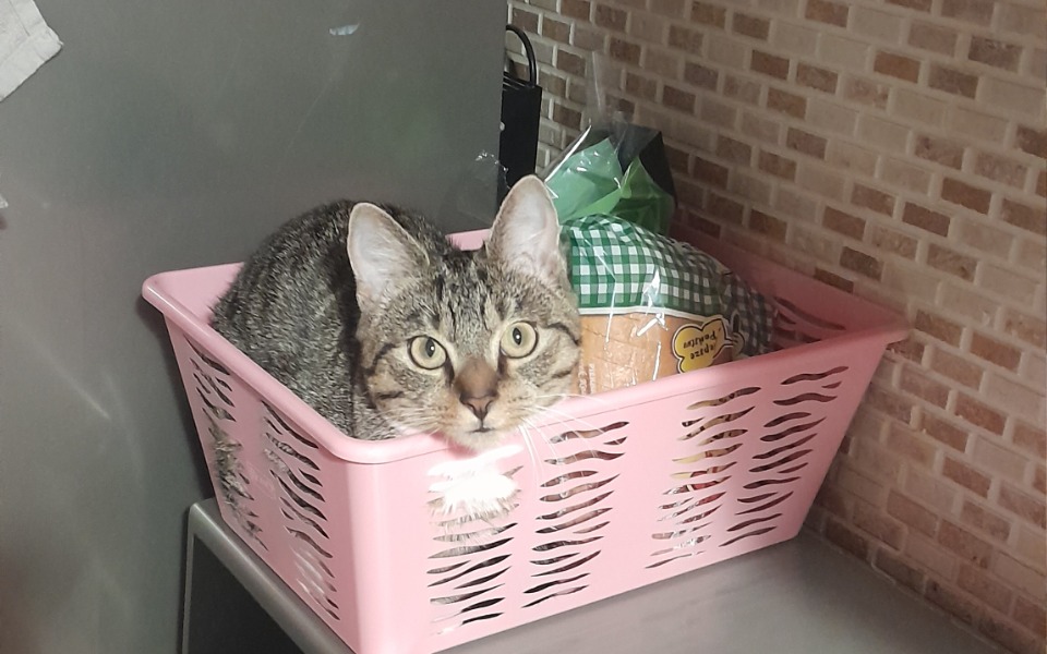 
        Zbiórka Padaczka u kotki - zdjęcie główne
    