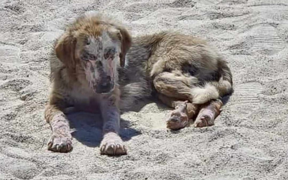 
        Zbiórka Zmasakrowane psy już w Polsce - zdjęcie główne
    