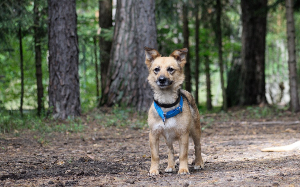 Zbiórka Czy ktoś wspomoże Leona... - zdjęcie główne