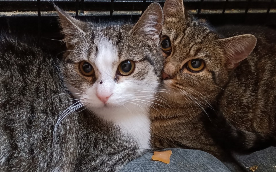 
        Zbiórka Koty spod Targu - zdjęcie główne
    