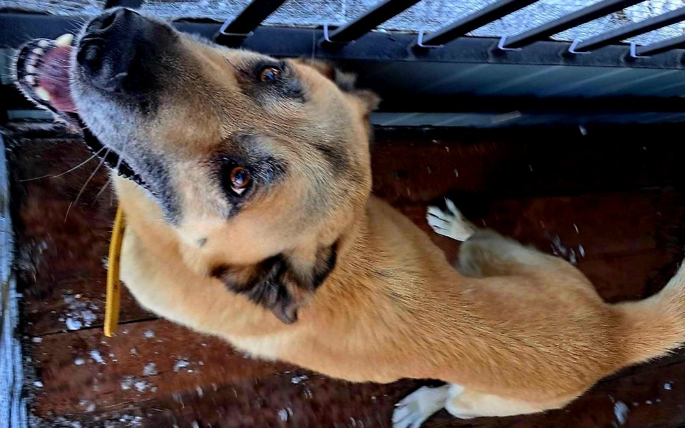 
        Zbiórka Na zabezpieczenie bezdomnego psa - zdjęcie główne
    