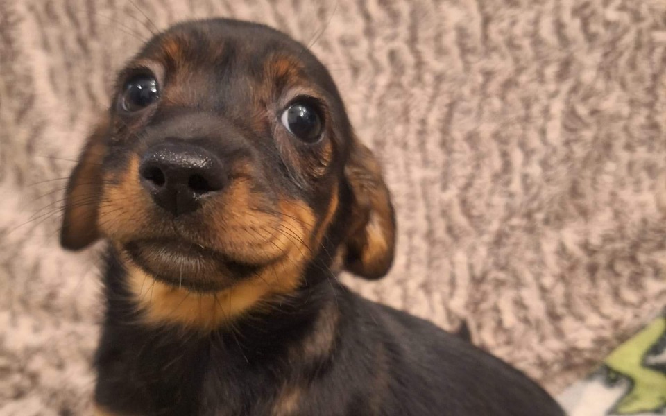 
        Zbiórka Patrol Małych Łapek - zdjęcie główne
    