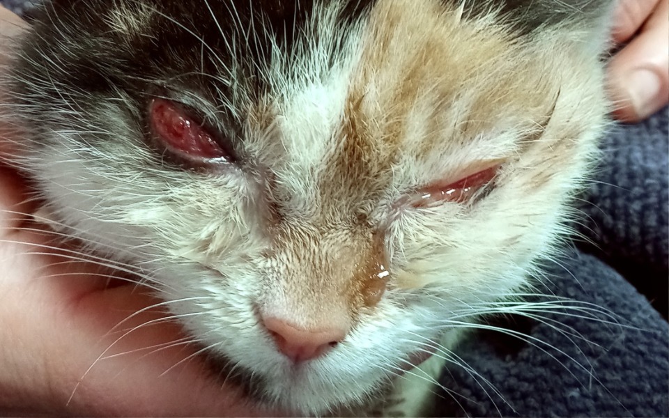 
        Zbiórka Na zwierzeta z wsi - zdjęcie główne
    