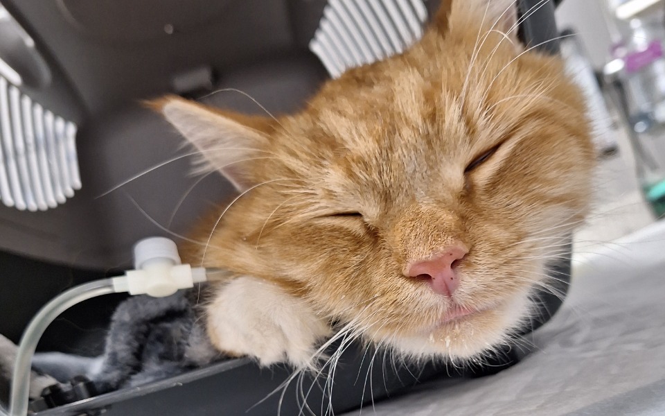 
        Zbiórka Pomóc Karmelowi - zdjęcie główne
    