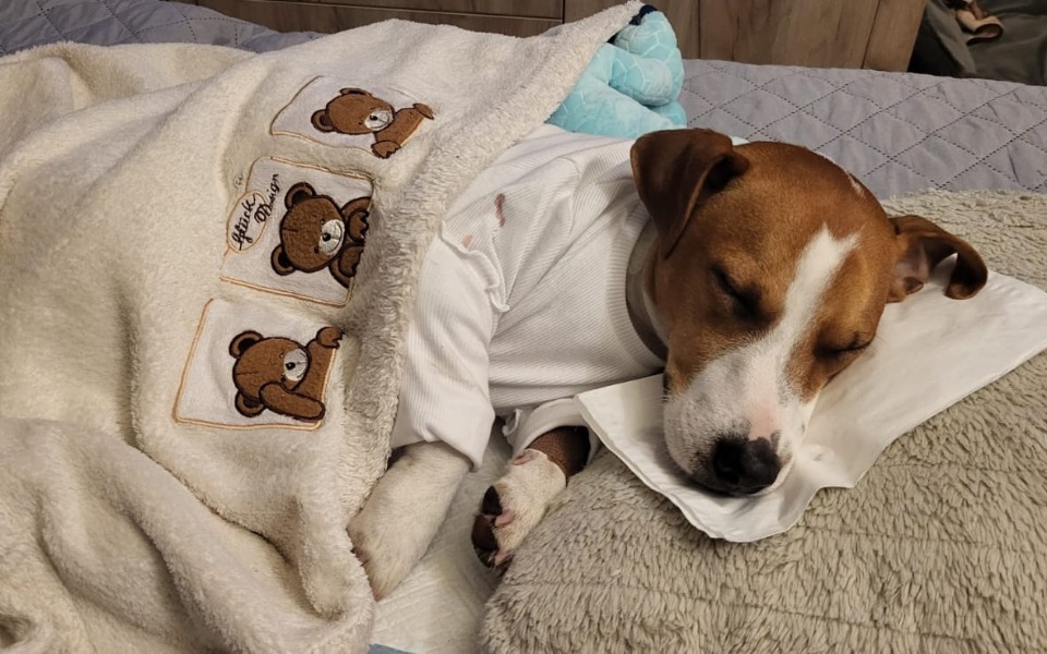 
        Zbiórka Leczenie Kratosika - zdjęcie główne
    