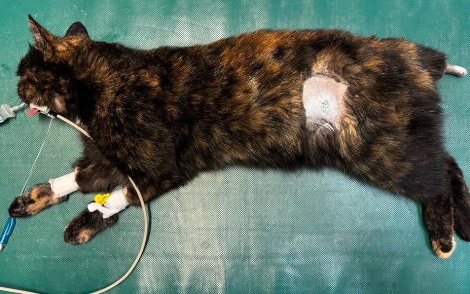 
        Zbiórka Kotka z oderwanym ogonkiem - zdjęcie główne
    