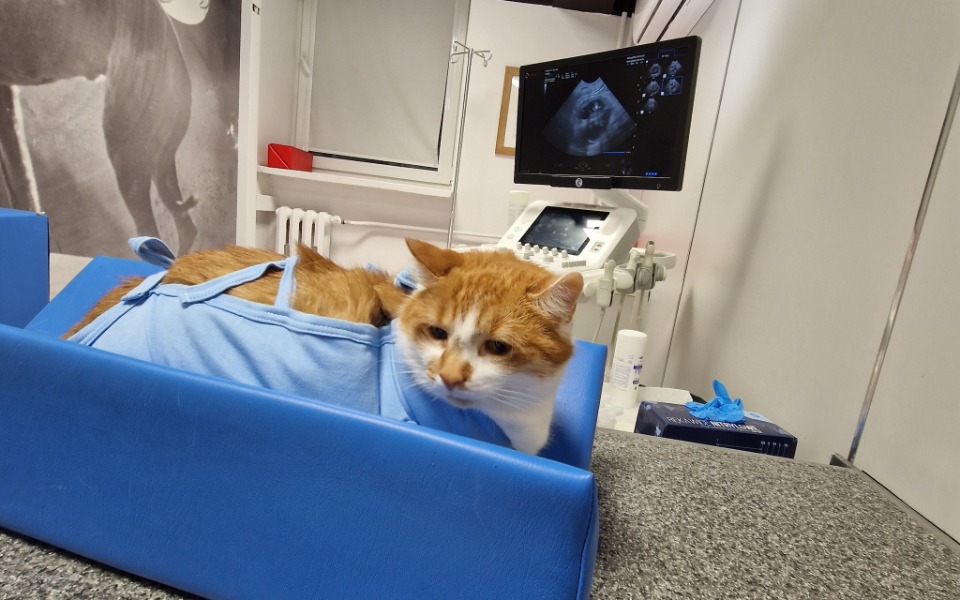 
        Zbiórka Zbiórka na leczenie Kotki Franki - zdjęcie główne
    