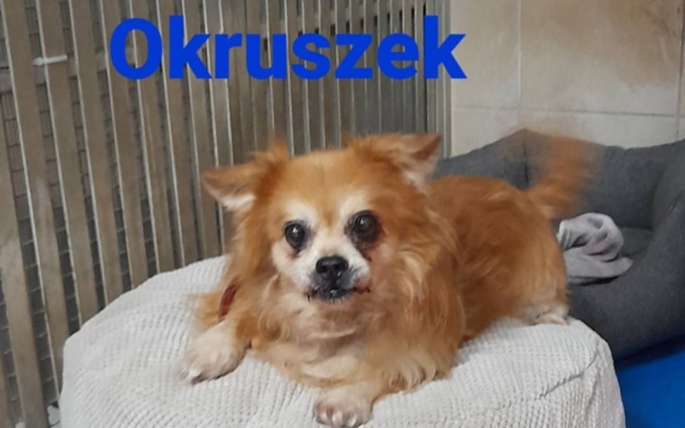 
        Zbiórka Na prezenty dla psich seniorków - zdjęcie główne
    