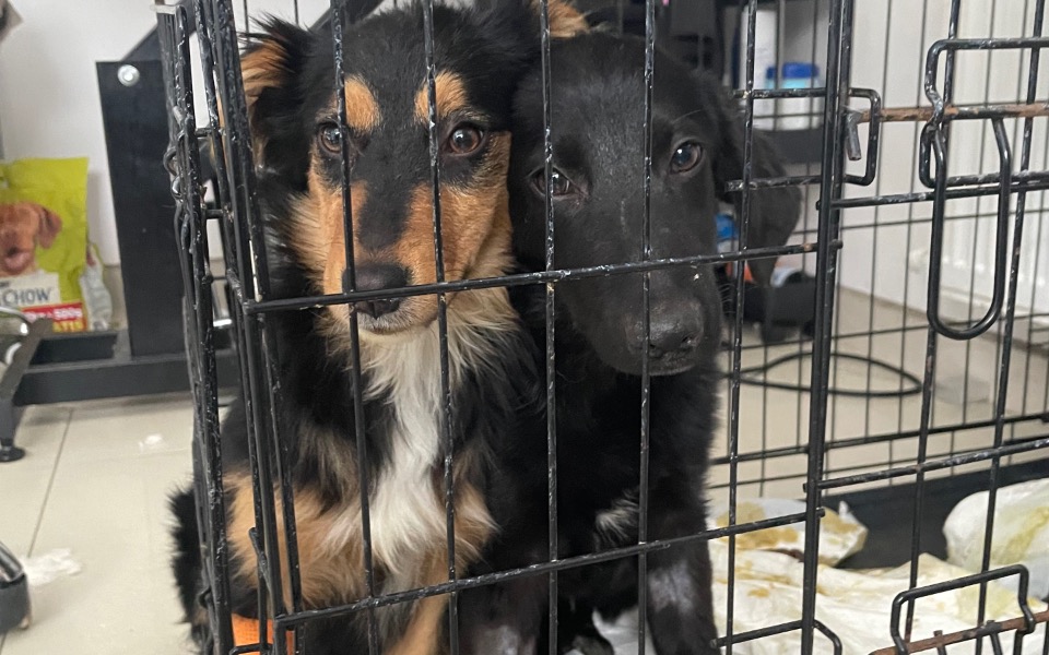 
        Zbiórka Cztery szczeniak z parwowirusem - zdjęcie główne
    