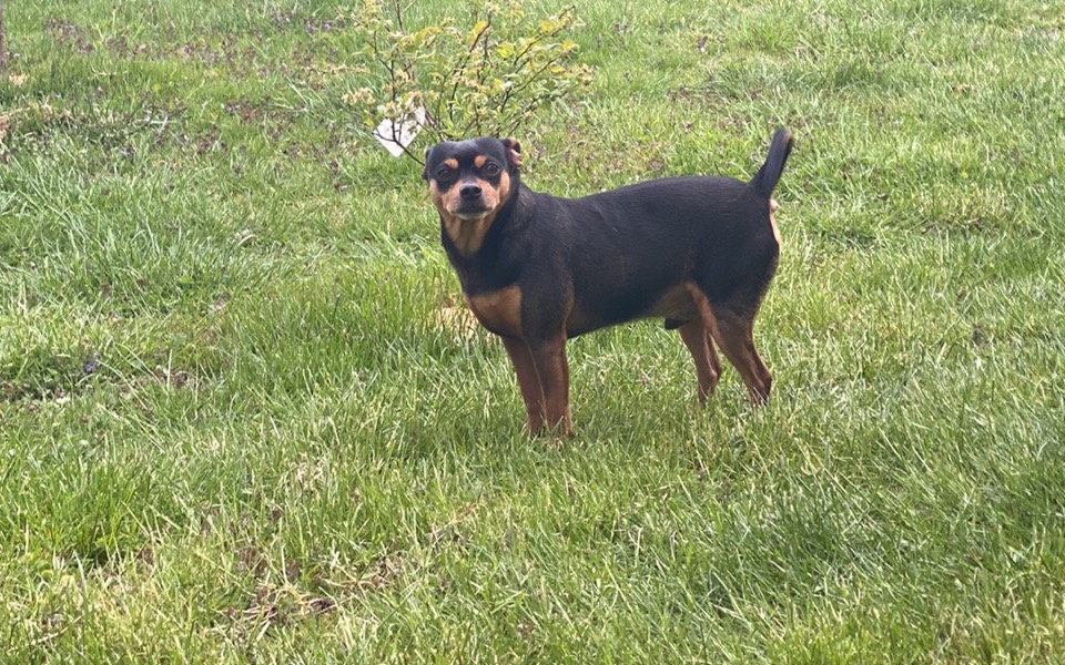 
        Zbiórka Pomoc dla psiaka w leczeniu - zdjęcie główne
    