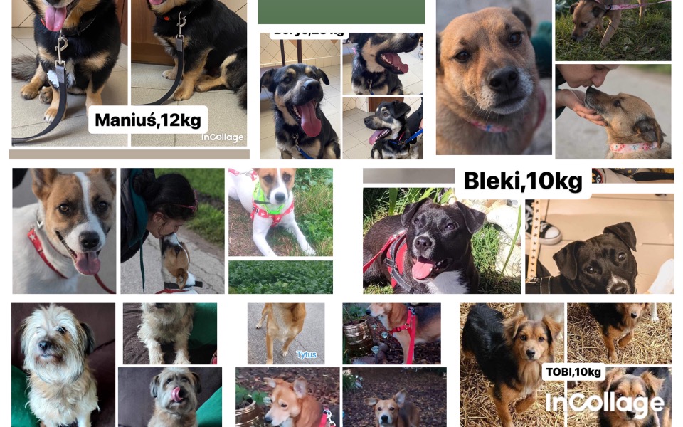 
        Zbiórka Utrzymać 11 psiaków. - zdjęcie główne
    