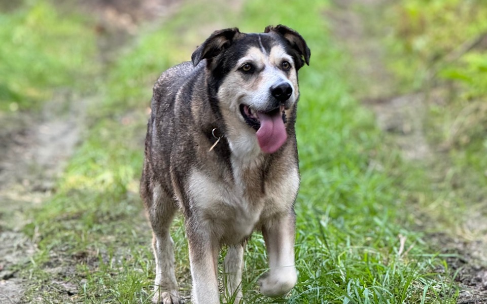 
        Zbiórka Operacja więzadła krzyżowego Mai - zdjęcie główne
    