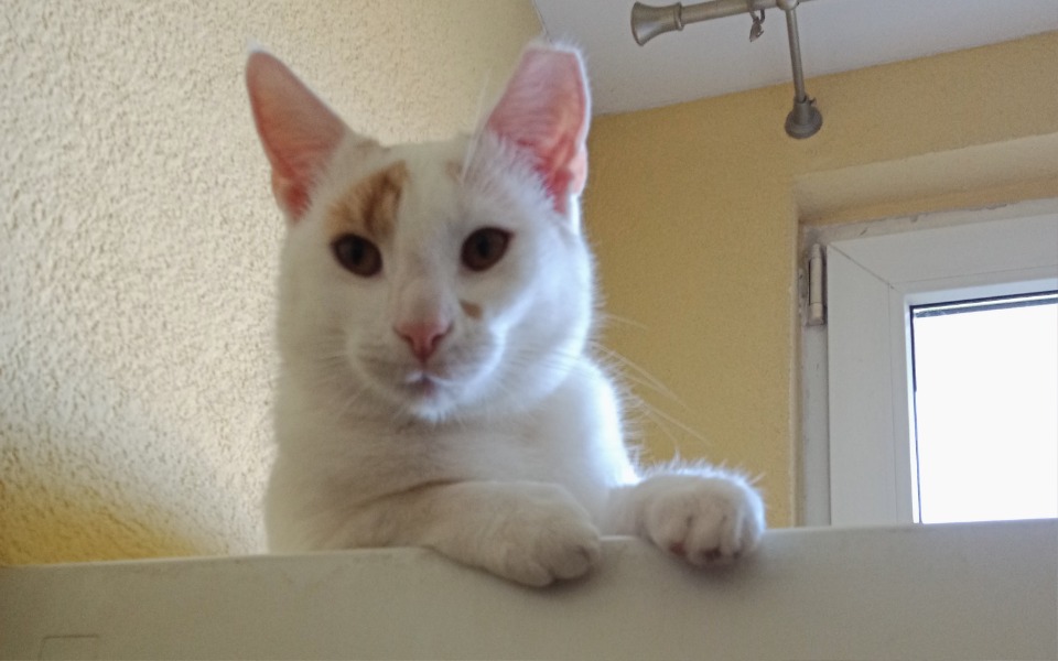 
        Zbiórka Pomóżmy odnaleźć dom pełen miłoś - zdjęcie główne
    