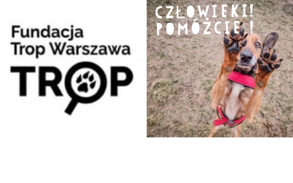 
        Zbiórka wyTROPmy zagubione 4 łapy - zdjęcie główne
    