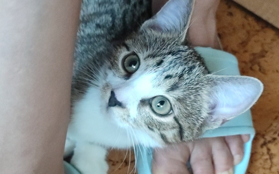 
        Mały kotek z dużymi oczami, leżący obok stopy.
    