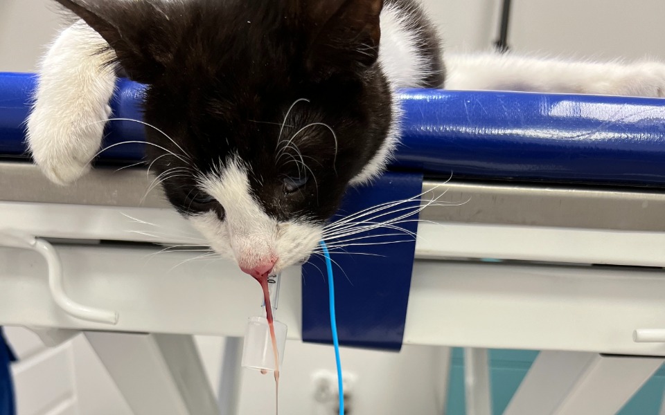 
        Zbiórka Leczenie kotki Cili - zdjęcie główne
    