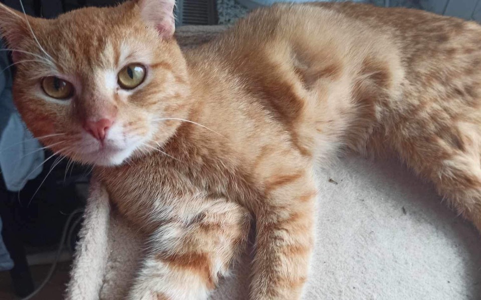 
        Zbiórka Pomóż Akumie w walce z białaczką - zdjęcie główne
    