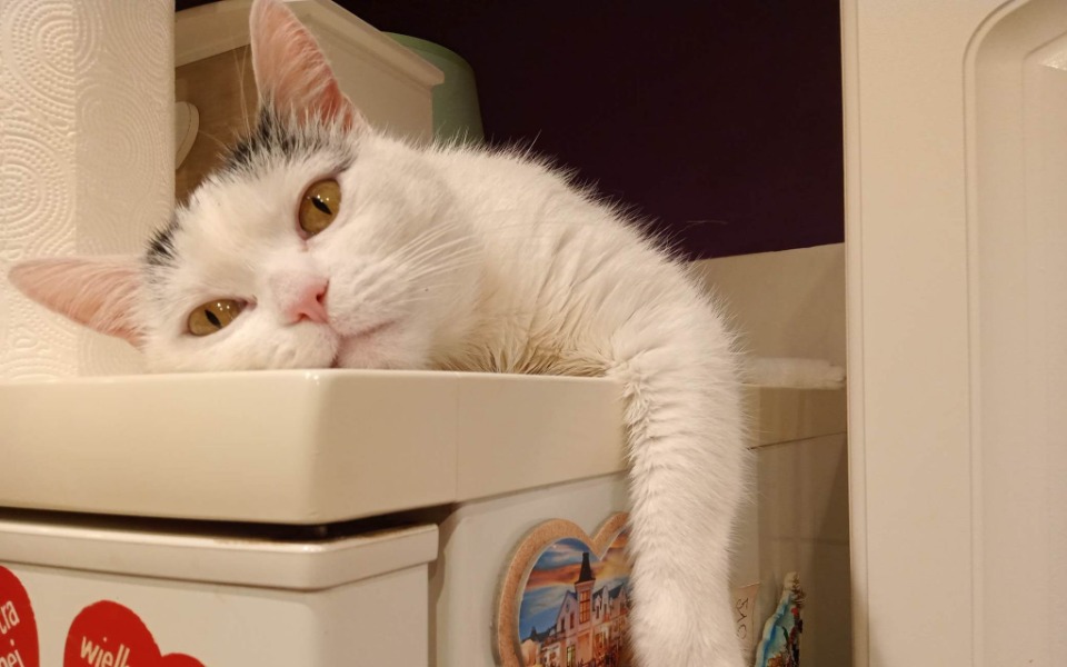 
        Kot leżący na blacie, z wyrazem relaksu na twarzy.
    