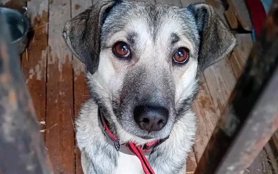 
        Zbiórka Urodzinowa pomoc zwierzakom - zdjęcie główne
    