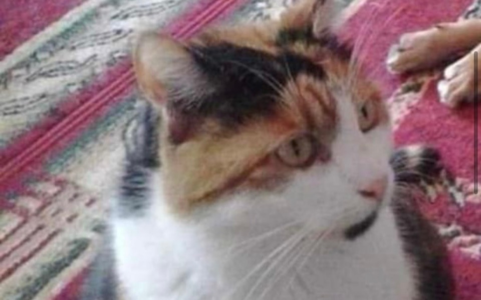 
        Zbiórka Na badania dla bezdomnej kotki - zdjęcie główne
    