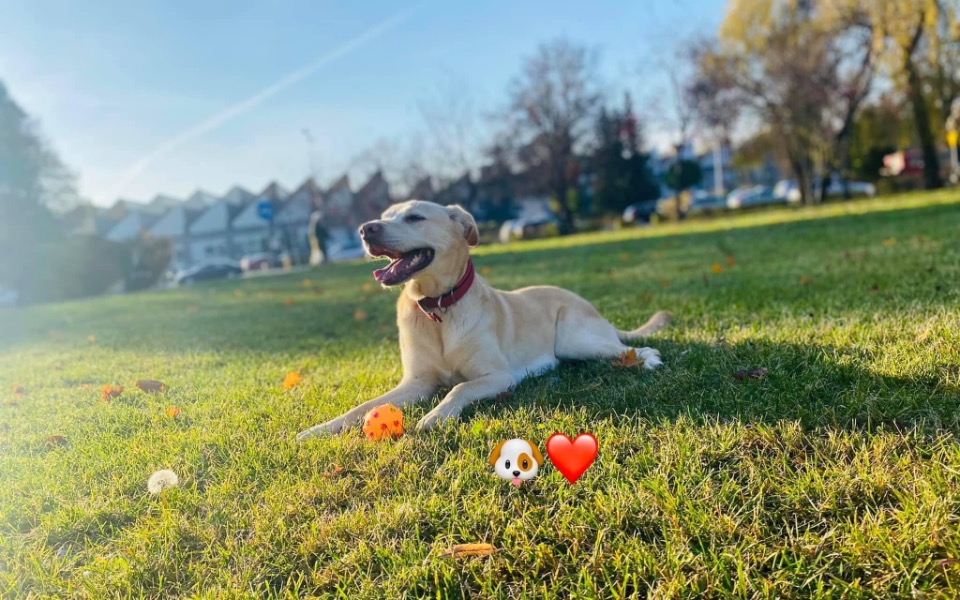 
        Zbiórka Na leczenie mojego psiaka - zdjęcie główne
    