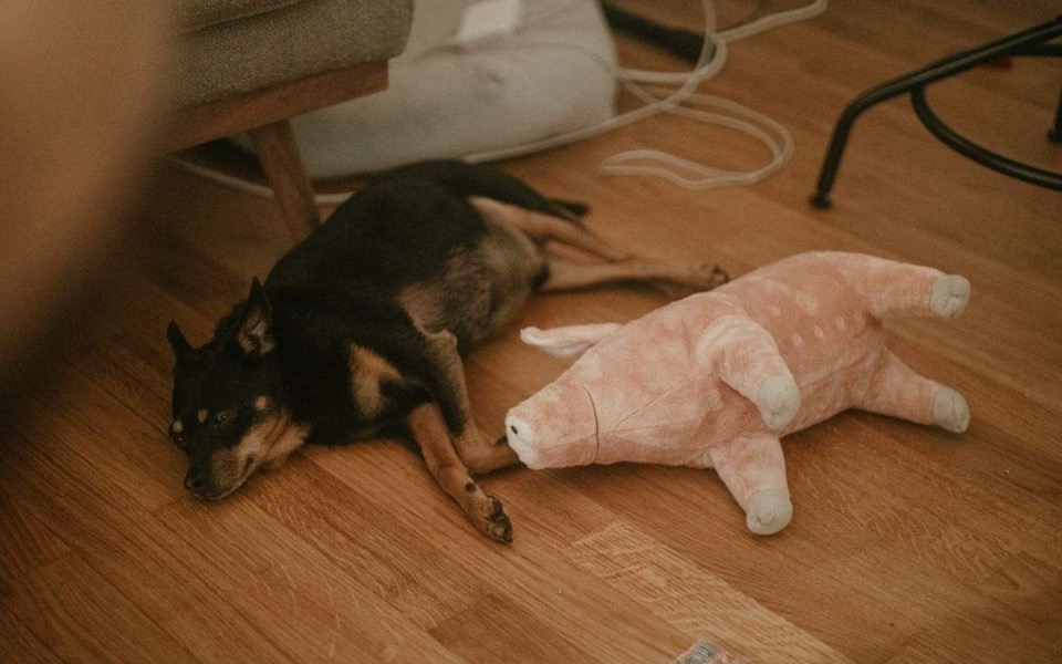 
        Zbiórka Leczymy Julka - zdjęcie główne
    