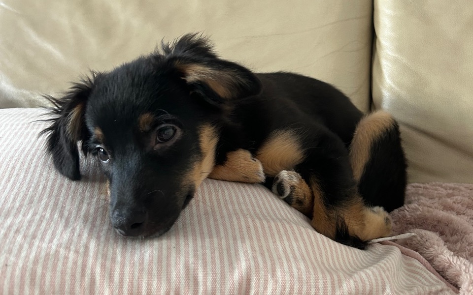 
        Zbiórka Operacja i rehabilitacja Rysia - zdjęcie główne
    