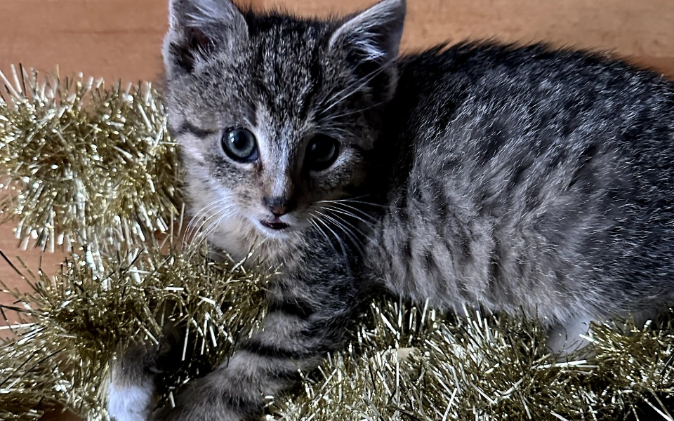 
        Zbiórka Operacja kolana dla kociaka - zdjęcie główne
    