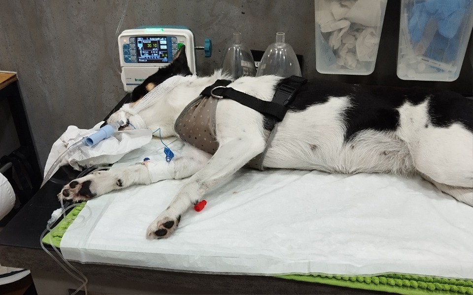 
        Zbiórka Na ratunek Korze - zdjęcie główne
    