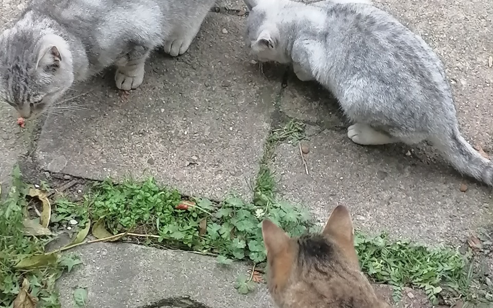 
        Zbiórka Na budki dla kotów wolnożyjących - zdjęcie główne
    