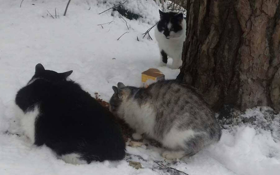 
        Zbiórka Ratujmy głodne bezdomne koty - zdjęcie główne
    