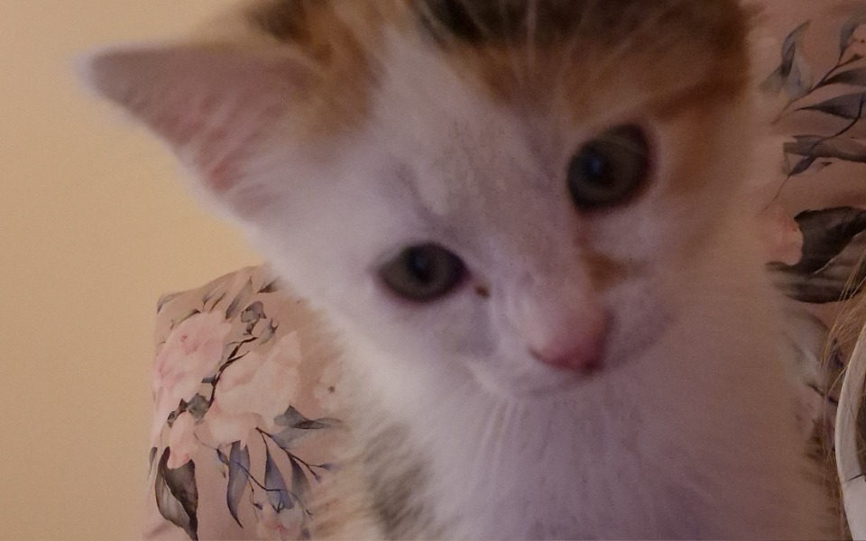 
        Zbiórka Na operacje przepukliny u kota - zdjęcie główne
    