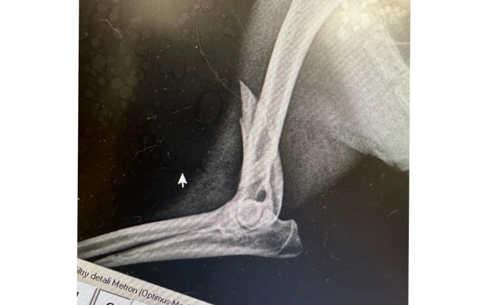 
        Zbiórka Misiek potrącony i pozostawiony - zdjęcie główne
    