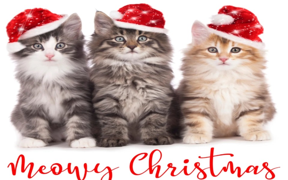 
        Zbiórka Świąteczny Bazarek dla BK - zdjęcie główne
    