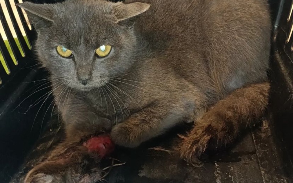 
        Zbiórka Leczenie kotki2 - zdjęcie główne
    