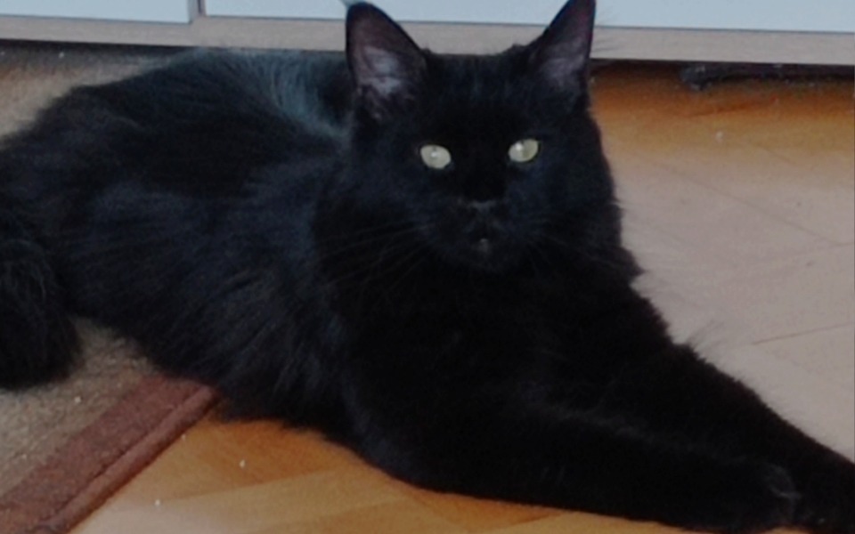 
        Zbiórka Zbiórka na operacje Lisy - zdjęcie główne
    