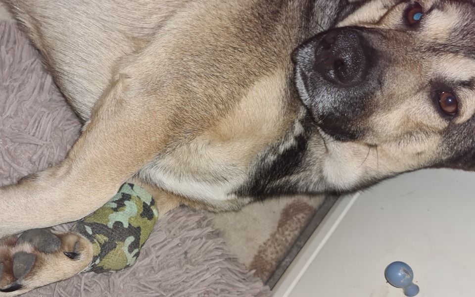 
        Zbiórka Psytulisko - zdjęcie główne
    