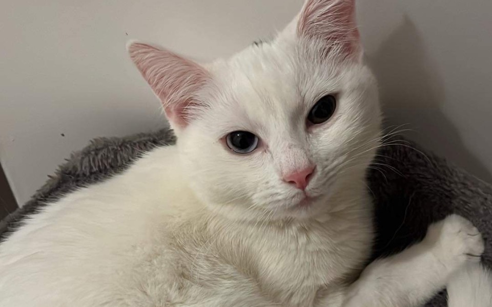 Zbiórka operacja przepukliny dla kotki - zdjęcie główne