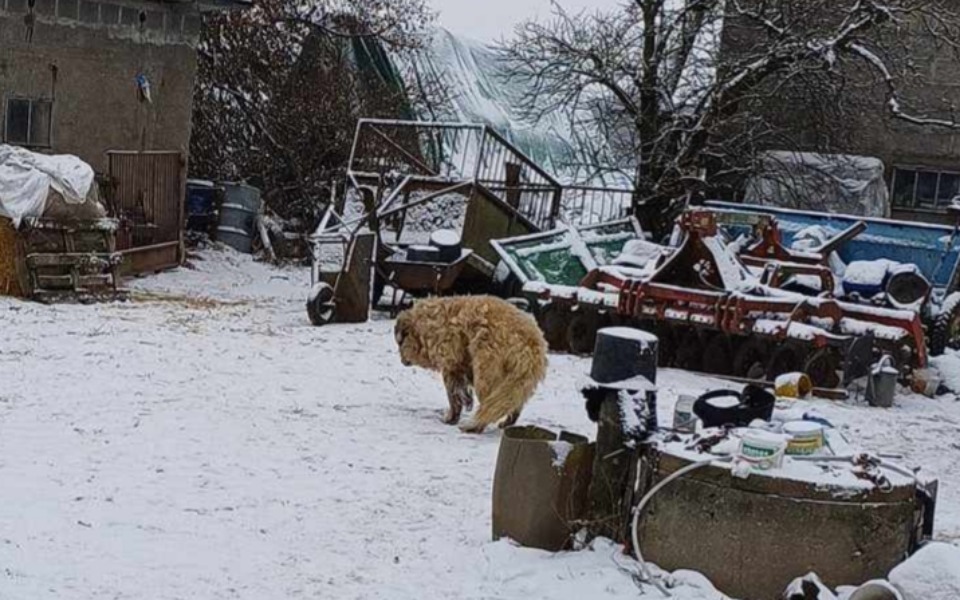 
        Zbiórka pomóżmy uratować pieska przed zi - zdjęcie główne
    