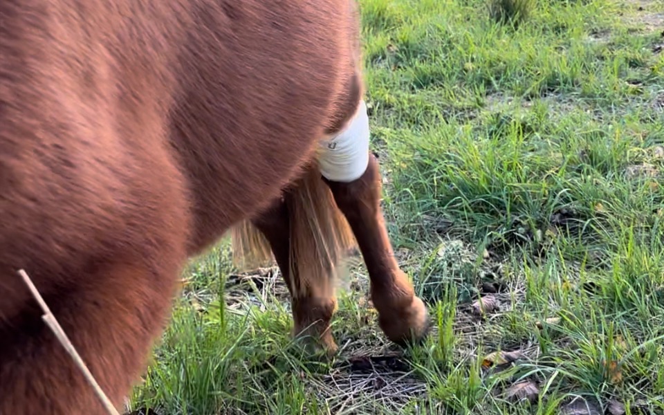 
        Zbiórka Pomoc dla młodego kucyka - zdjęcie główne
    