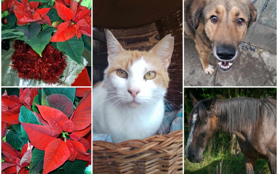 
        Zbiórka Co znajdą pod choinką - zdjęcie główne
    