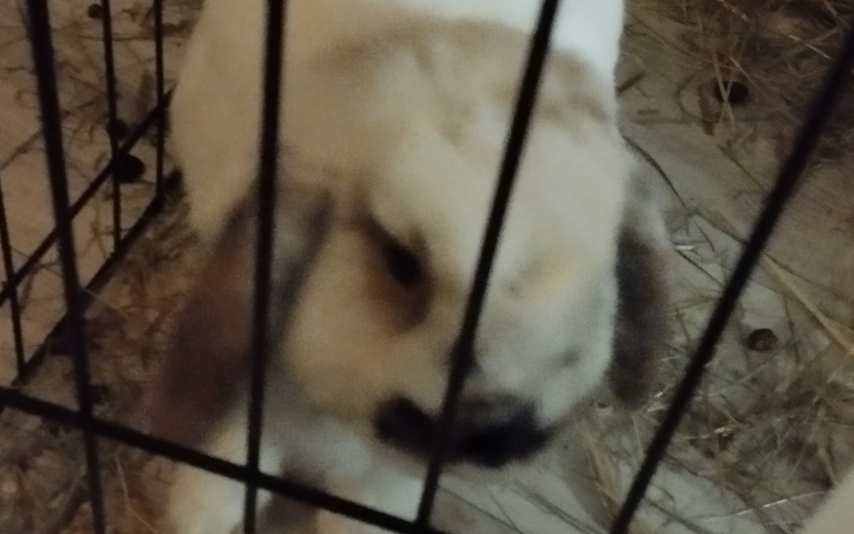 
        Zbiórka Na króliczki - zdjęcie główne
    