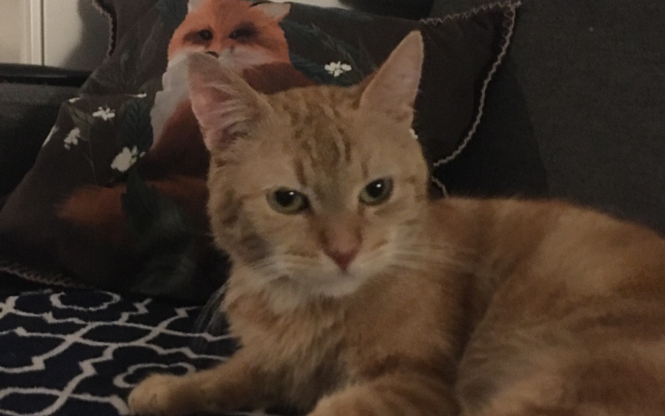 
        Zbiórka Oro - zdjęcie główne
    