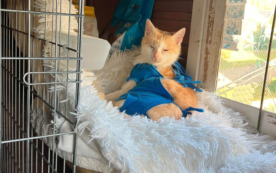 
        Zbiórka Na fakturę za leczenie kota - zdjęcie główne
    