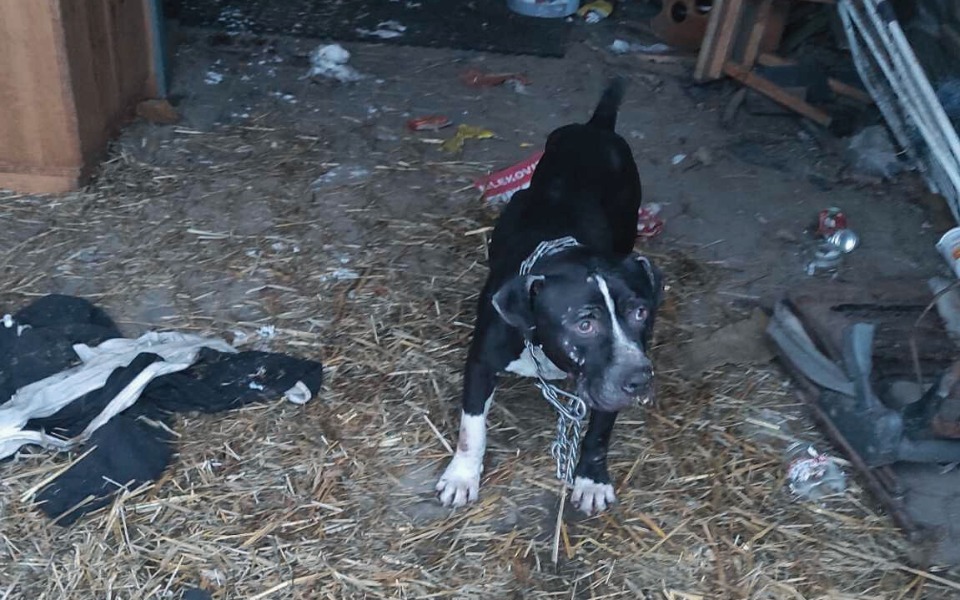 Pies w zabałaganionym pomieszczeniu, z niepewnym spojrzeniem.