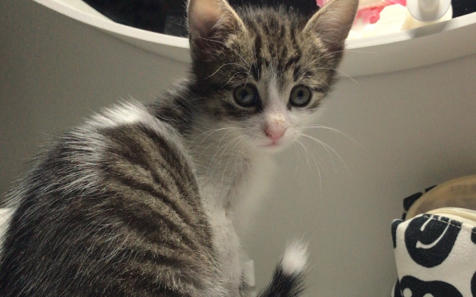 
        Zbiórka Zdrowie lilusi - zdjęcie główne
    