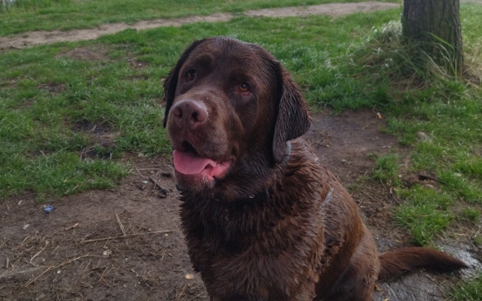 
        Zbiórka Operacja dla Pixela - zdjęcie główne
    