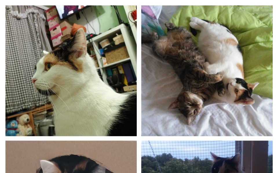 
        Zbiórka Na utrzymanie kociej rodzinki. - zdjęcie główne
    